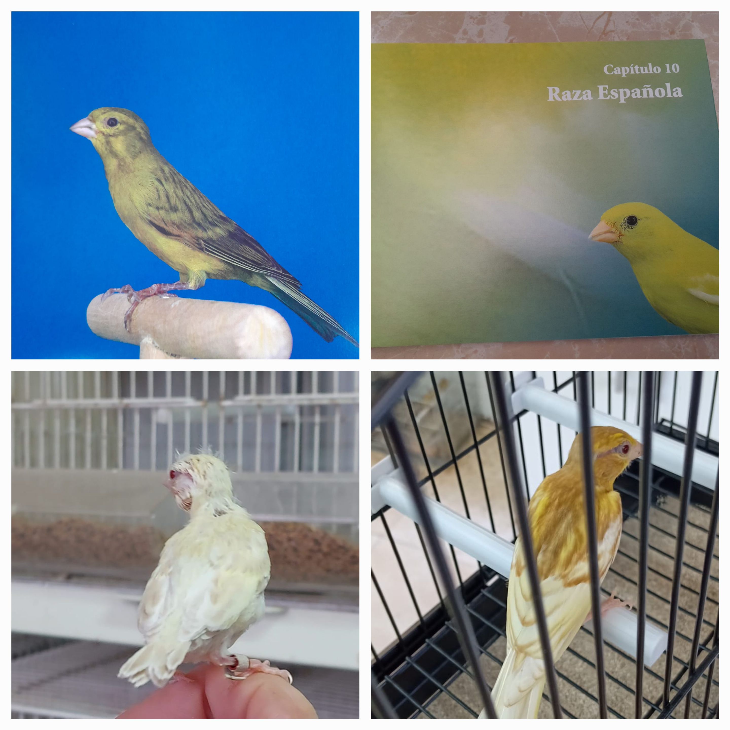Cria de Canaris